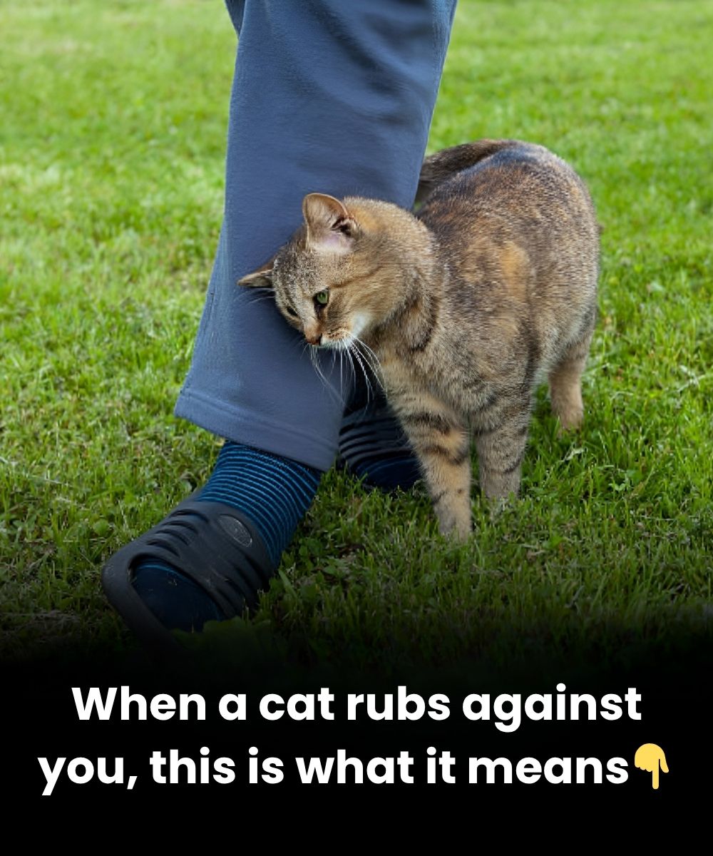 When a Cat Rubs Against You, What Should You Do?