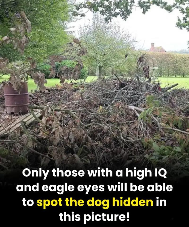 Can you spot the hidden dog? Only people with eagle eyesight can! Can you spot the hidden dog? Only people with eagle eyesight can!